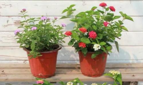 烟妹最新爆料新闻视频下载,最新爆料新闻视频幕后真相大起底 第3张 烟妹最新爆料新闻视频下载,最新爆料新闻视频幕后真相大起底 第3张